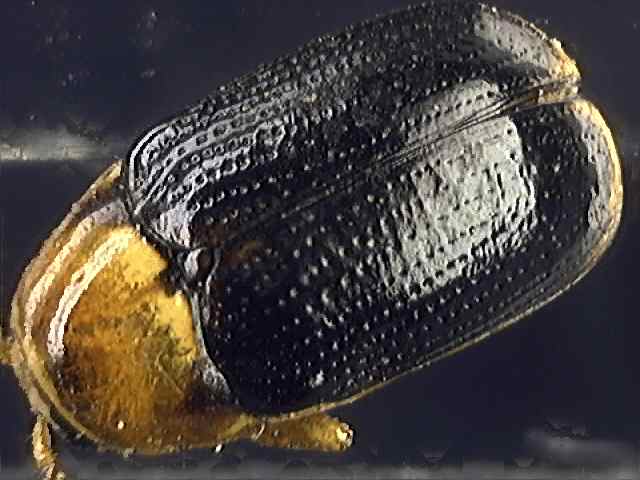 Chryptocephalus pusillus